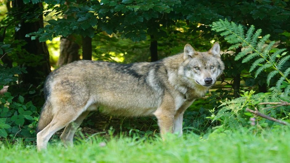 Lobo Europeo.   - BELGICA