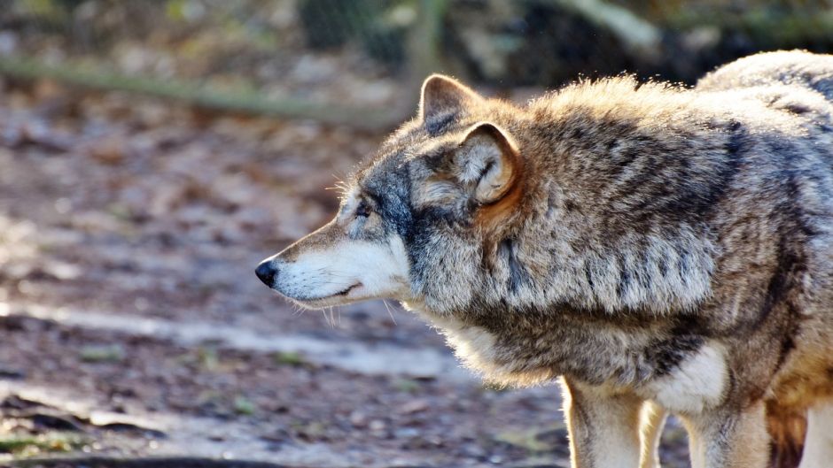 Lobo Europeo.   - CHINA