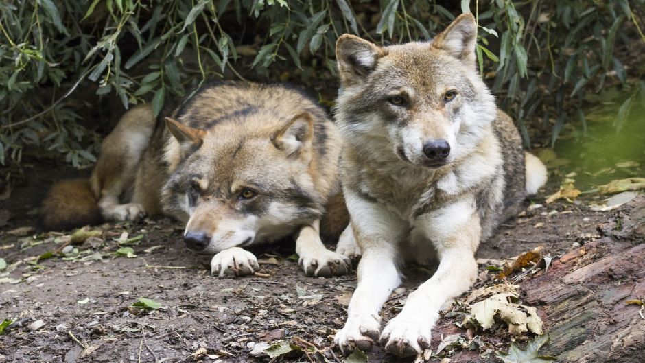 Lobo Europeo.   - INDIA