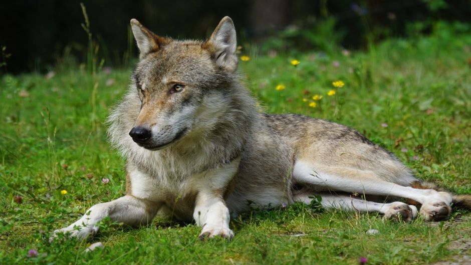 Lobo Europeo.   - SUECIA