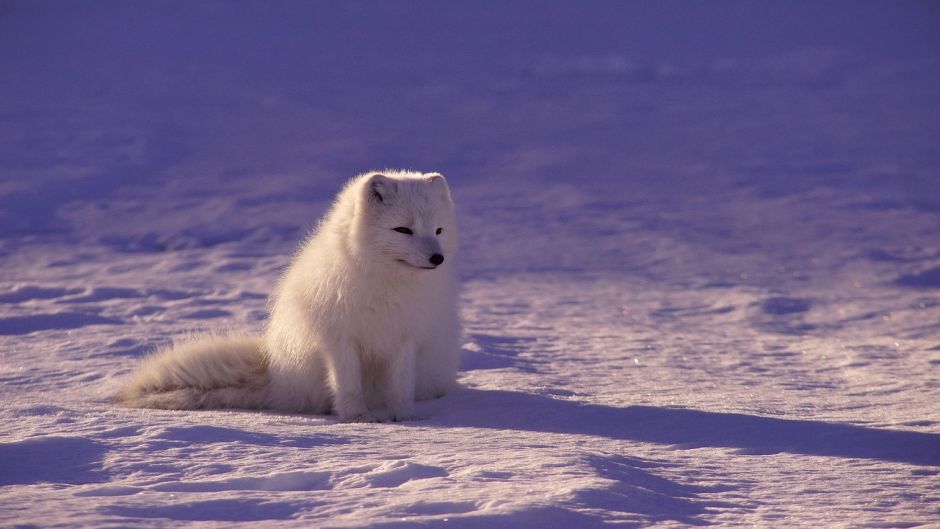 Lobo Ártico.   - CANADA