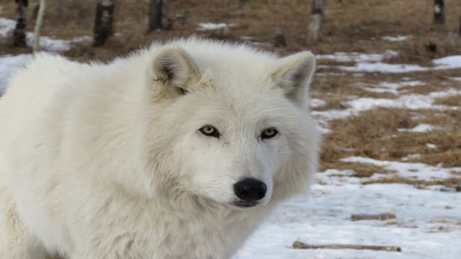 Lobo Ártico.   - CANADA