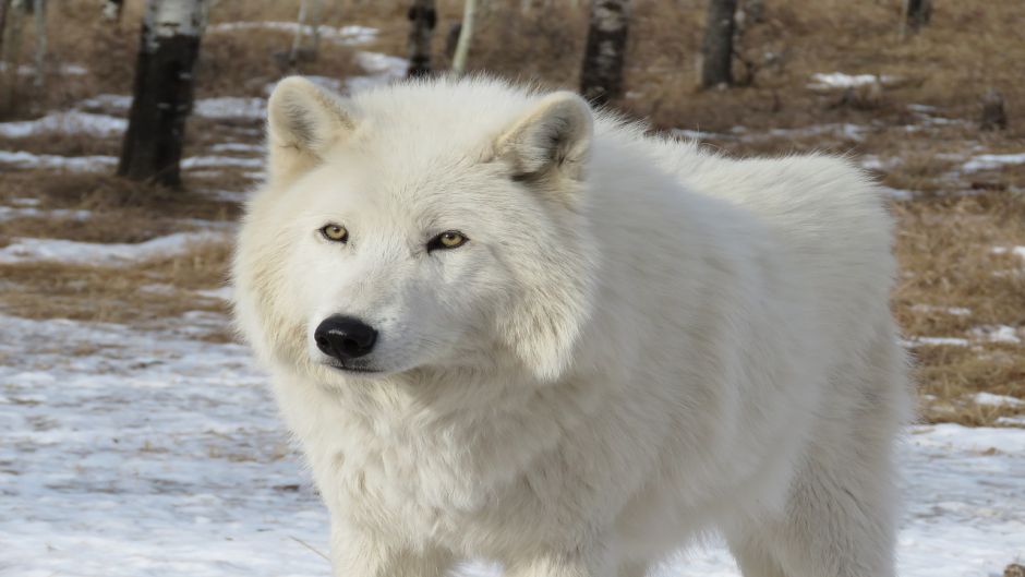 Lobo Ártico.   - CANADA