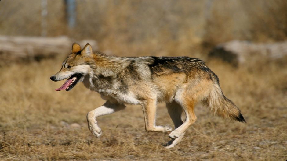 Lobo Mexicano.   - 