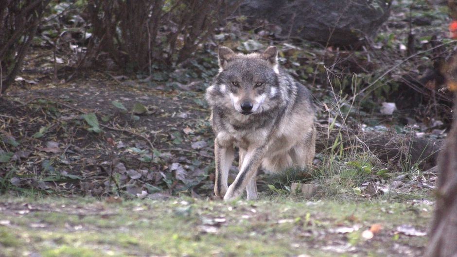 Lobo Mexicano.   - ESTADOS UNIDOS