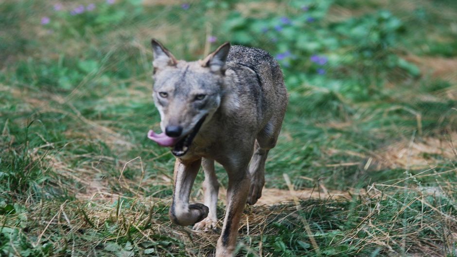 Lobo Italiano.   - ITALIA