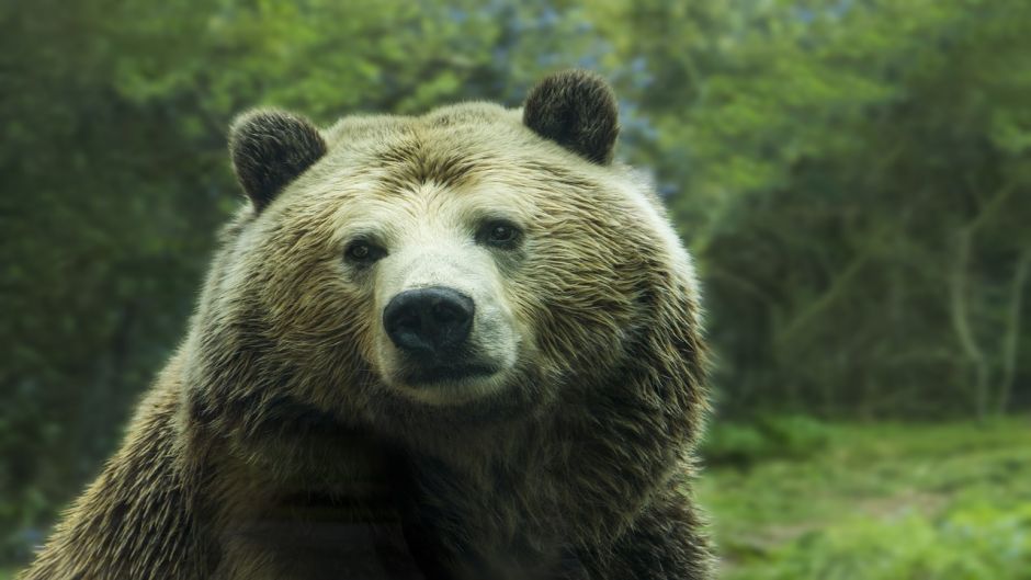 Oso Grizzly.   - CANADA