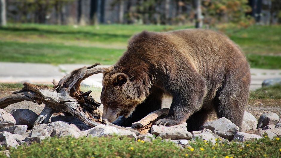 Oso Grizzly.   - MEXICO