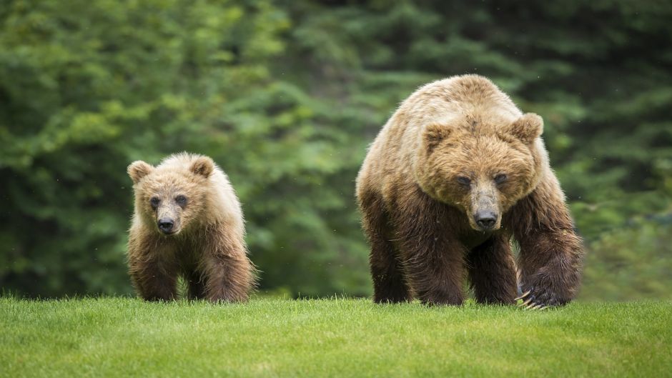 Oso Grizzly.   - ESTADOS UNIDOS