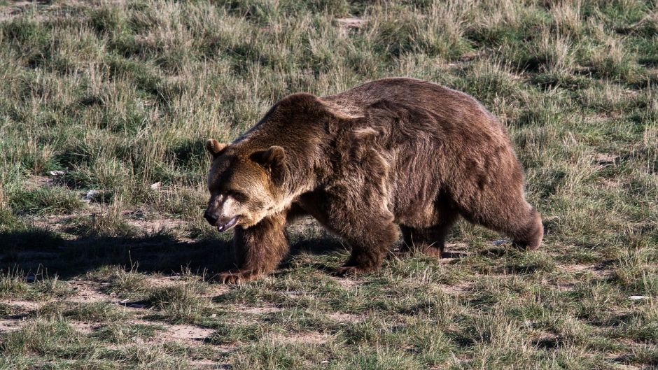 Oso Grizzly.   - ESTADOS UNIDOS