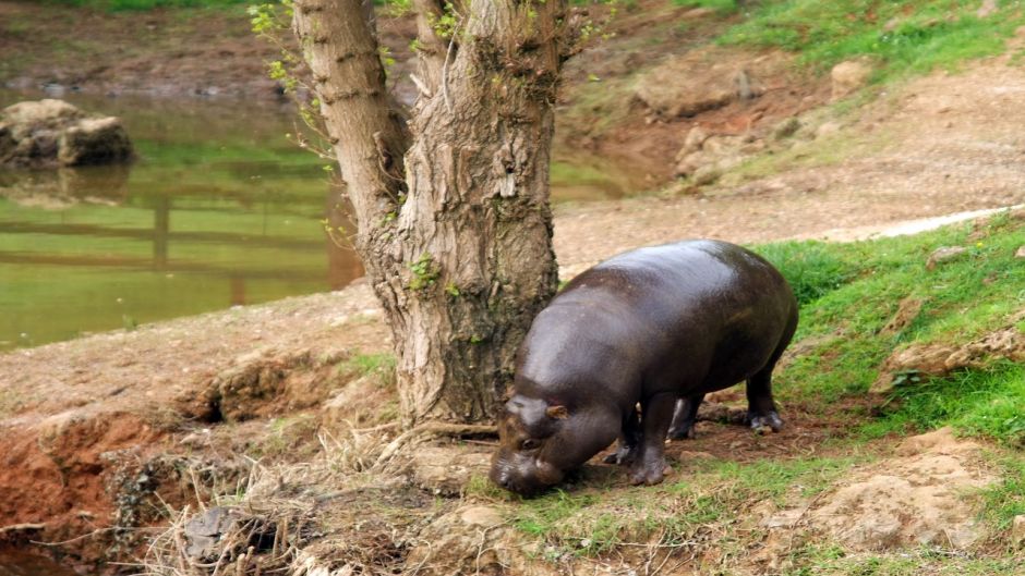 Hipopótamo pigmeo.   - SUDAFRICA