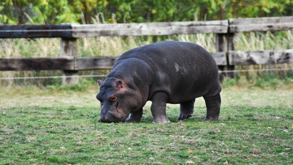 Hipopótamo pigmeo.   - SUD AFRICA