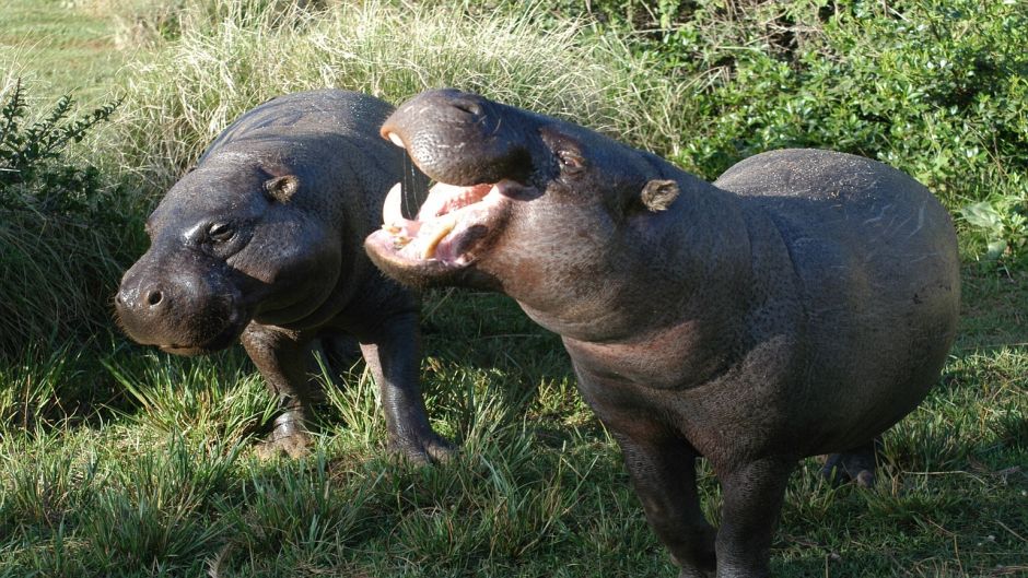 Hipopótamo pigmeo.   - 