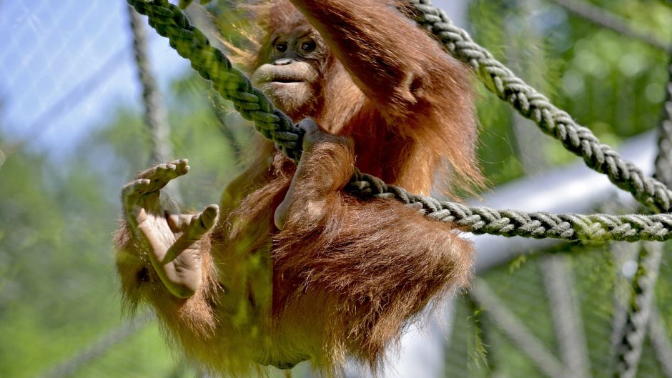 Orangután de Borneo.   - 