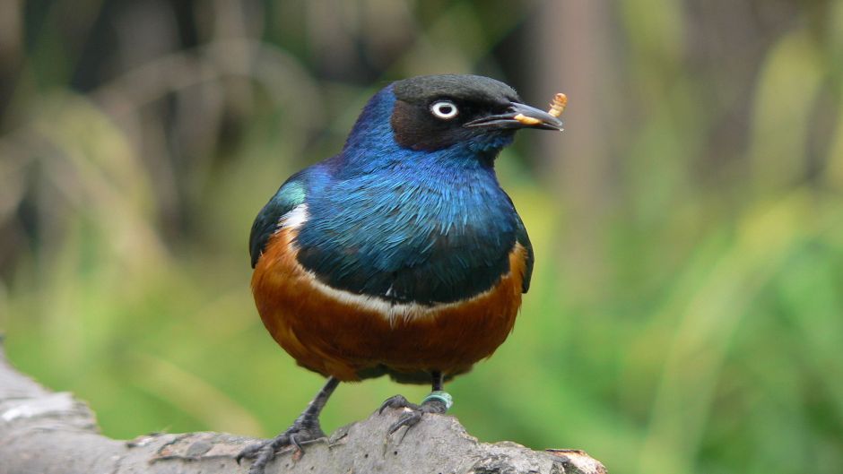 Estornino soberbio.   - SUD AFRICA