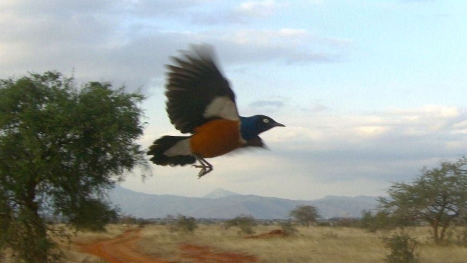 Estornino soberbio.   - SUDAFRICA