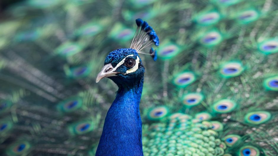 Pavo Real.   - 