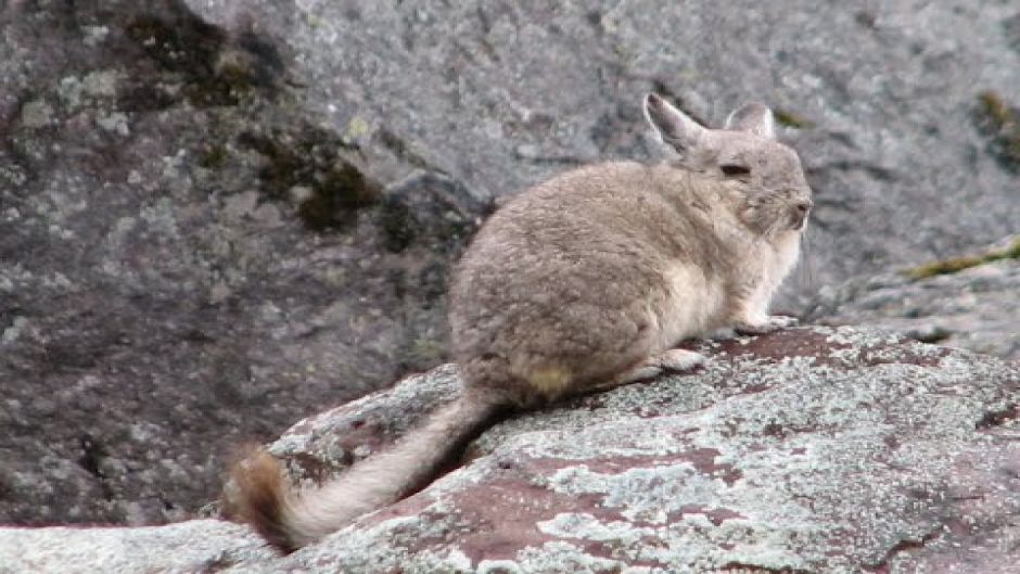 Vizcacha norteña.   - 