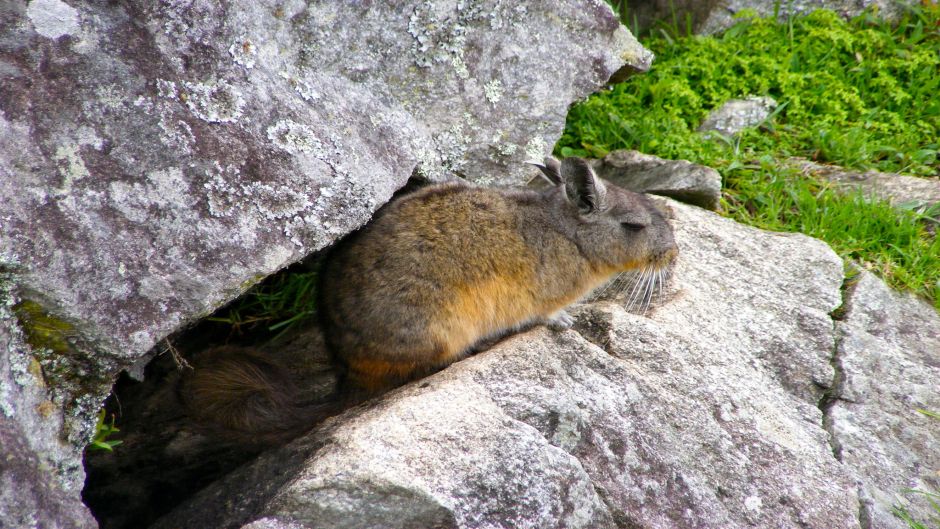 Vizcacha norteña.   - BOLIVIA