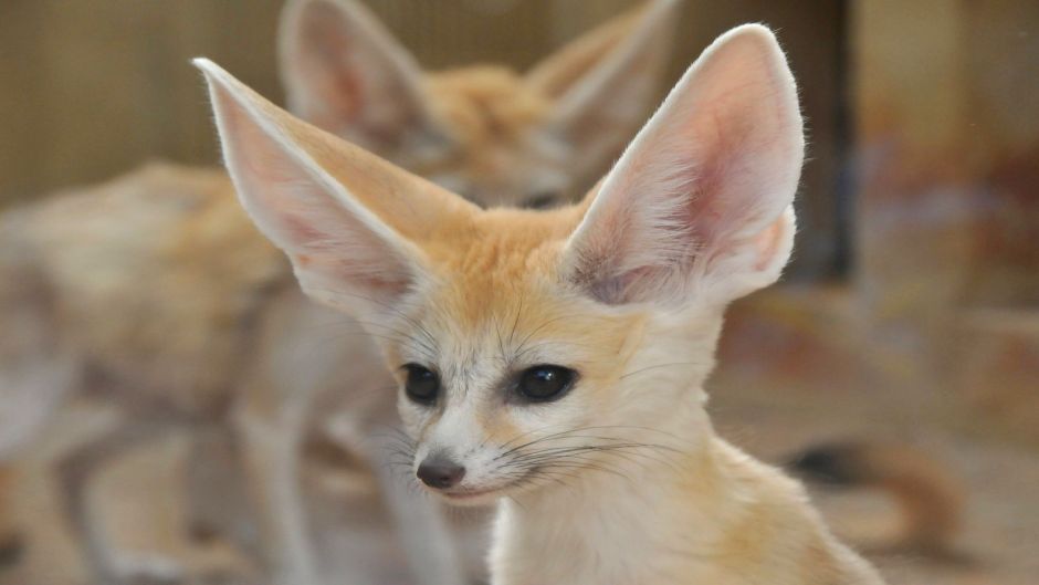 Zorro del desierto.   - 