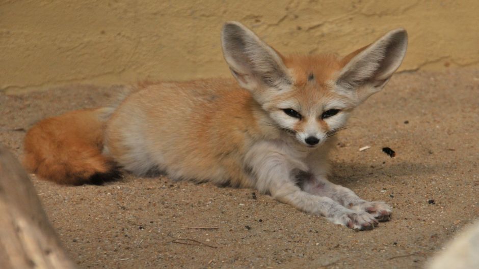 Zorro del desierto.   - 