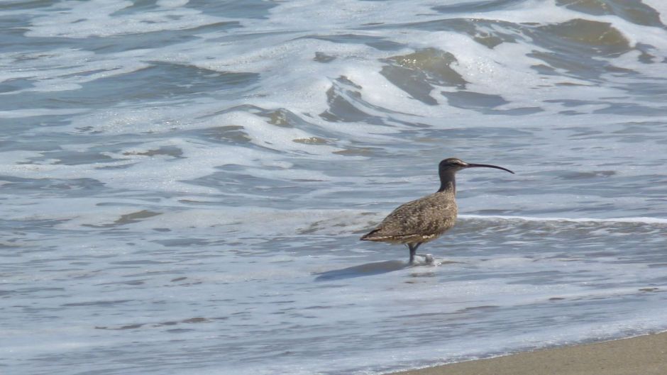 Zarapito, Guia de Fauna. RutaChile.   - MALTA