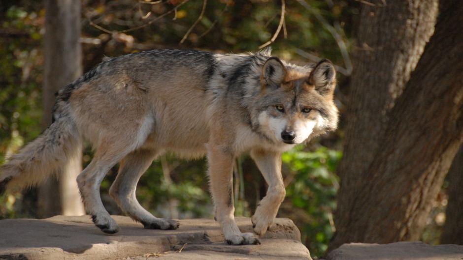 Lobo Mexicano.   - MEXICO