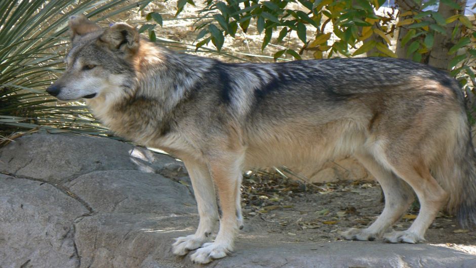 Lobo Mexicano.   - 