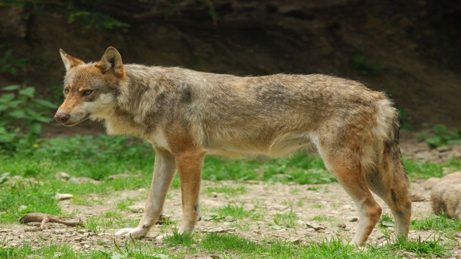 Lobo Italiano.   - ESPAA