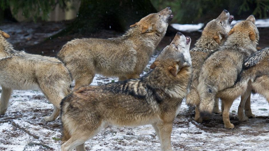 Lobo Italiano.   - ITALIA