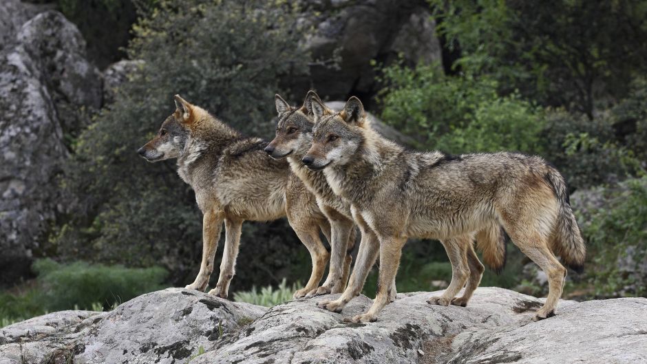 Lobo Italiano.   - SUIZA