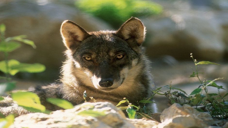 Lobo Italiano.   - SUIZA