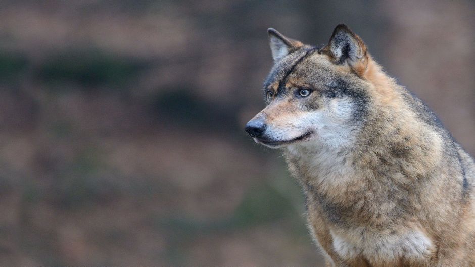 Lobo Italiano.   - SUIZA