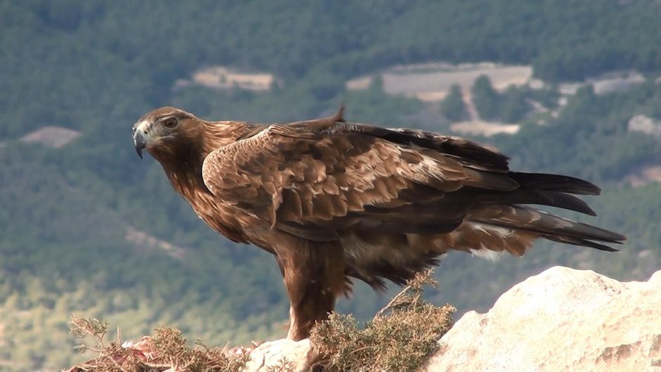 Aguila real.   - ALEMANIA