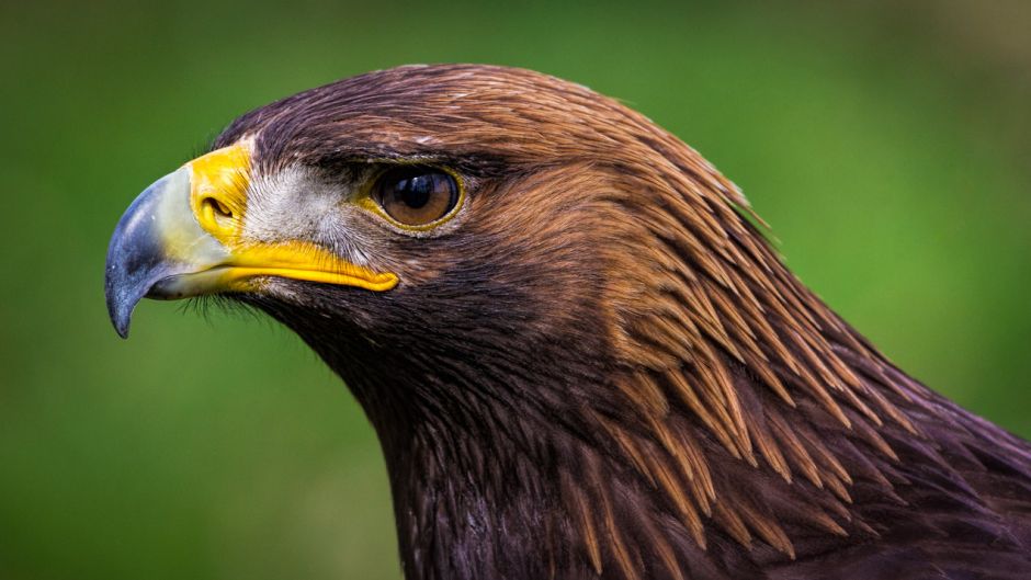 Aguila real.   - ESTADOS UNIDOS