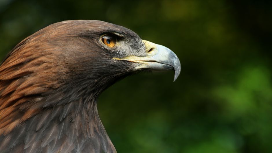 Aguila real.   - ALEMANIA