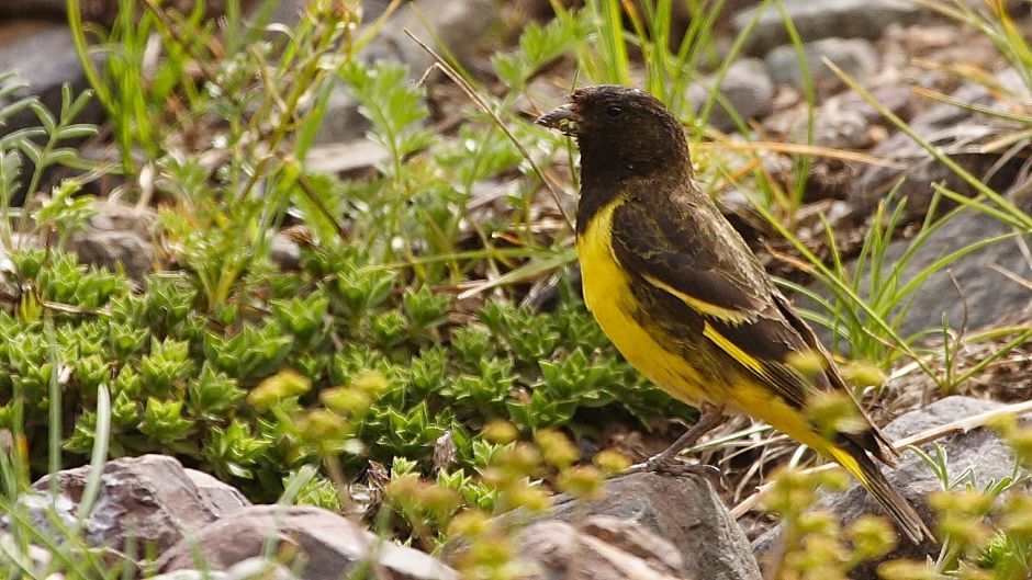 Jilguero Cordillerano, Guia de Fauna. RutaChile.   - 