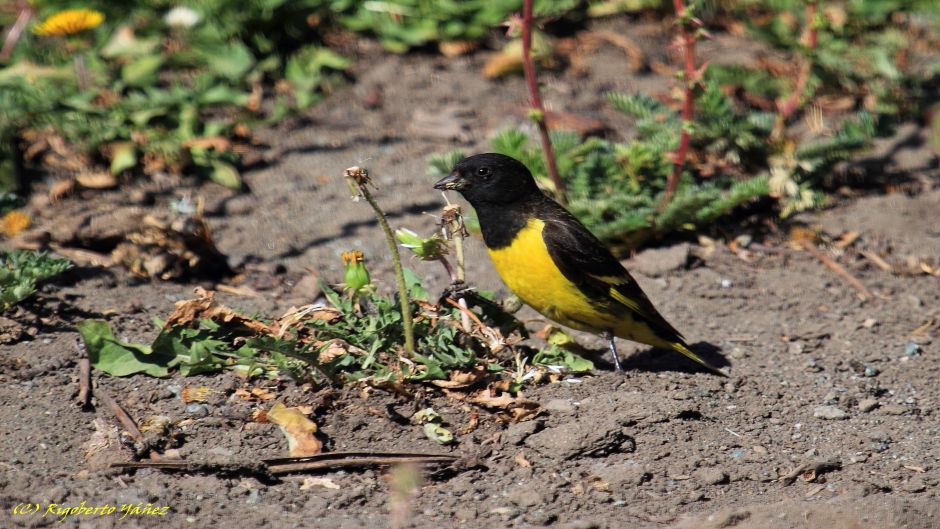 Jilguero Cordillerano, Guia de Fauna. RutaChile.   - CHILE