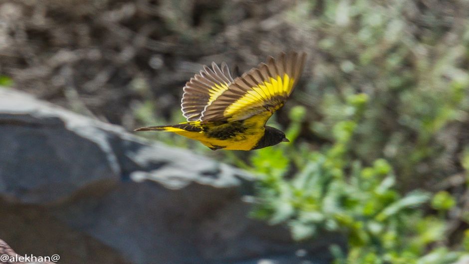 Jilguero Cordillerano, Guia de Fauna. RutaChile.   - CHILE