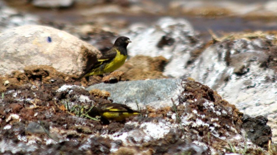 Jilguero Cordillerano, Guia de Fauna. RutaChile.   - CHILE