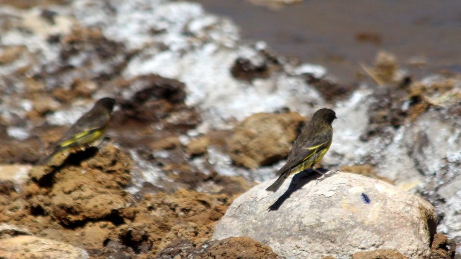 Jilguero Cordillerano, Guia de Fauna. RutaChile.   - ARGENTINA