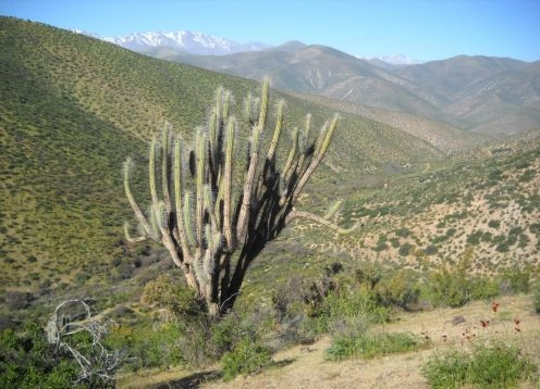 Reserva Nacional Las Chinchillas, Illapel