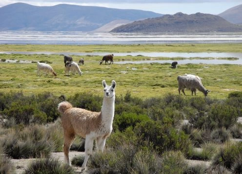 Reserva Nacional Las Vicunas