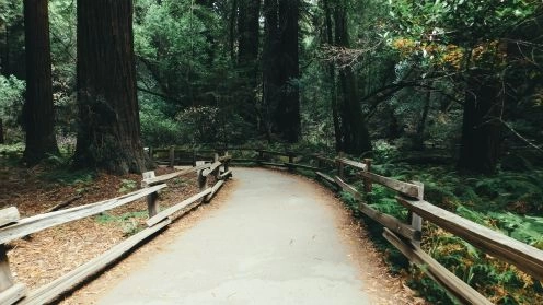 Monumento Nacional Bosques de Muir, 