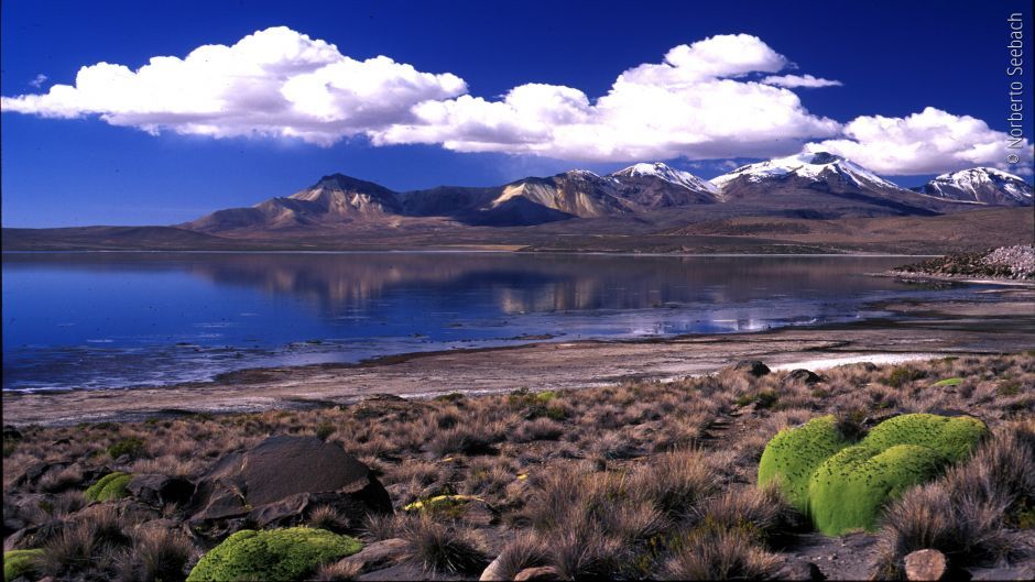 ARICA  - PUTRE -  PARQUE NACIONAL LAUCA -  LAGO CHUNGARA, , 