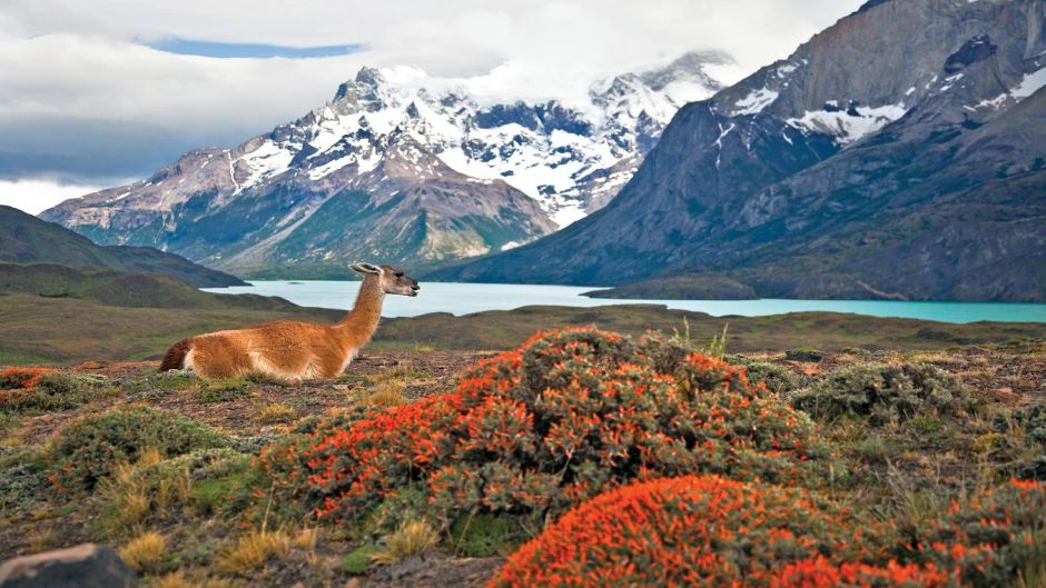 TORRES DEL PAINE Y GLACIARES, , 