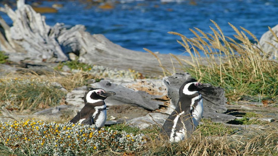 PUNTA ARENAS Y PINGUINOS, , 