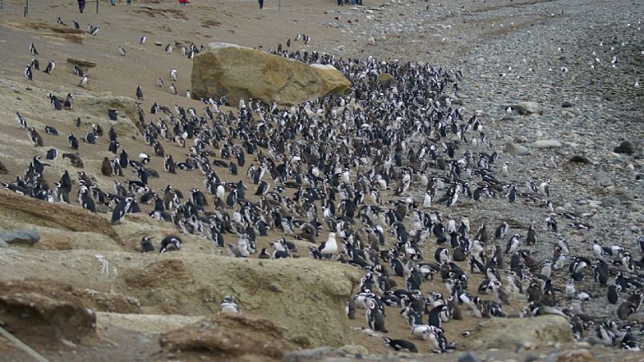 PUNTA ARENAS Y PINGUINOS, , 