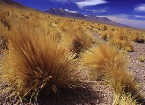 SAN PEDRO DE ATACAMA Y SUS ALREDEDORES