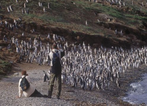 PUNTA ARENAS Y PINGUINOS